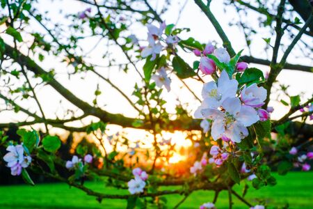 Close-up of beautiful cherry blossoms sakura tree bloom in springの写真素材