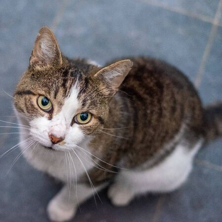 Portrait of a curious grey and white tigerstriped cat in the roomの写真素材