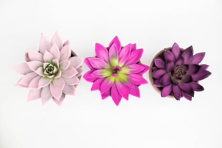 Various colorful succulent echeveria house plants in stone pots on white backgroundの写真素材