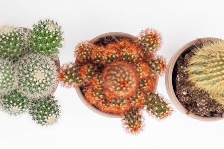 Various cactus house plants in stone pots on white background
