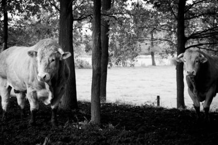 Huge pedigree limosine bull cow grazing in the sun on a summer meadow between the trees in monochromeの写真素材
