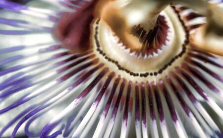 Exotic Passion flower, Passiflora caerulea or golden granadilla macro photography close up shot of flower stamensの写真素材