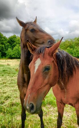 Horse in a green meadow under a dark and threatening stormy sky