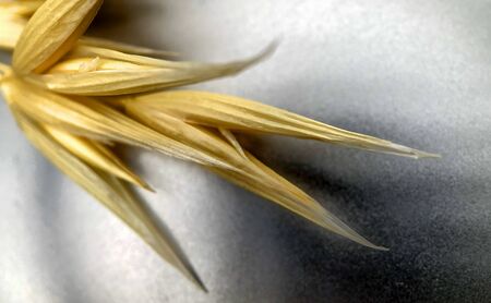 Macro or extreme close up photo of dry golden wheat