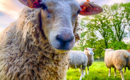 Flock of sheep, staring sheep on grass farmfield under a dramatic sunset or sunrise skyの写真素材
