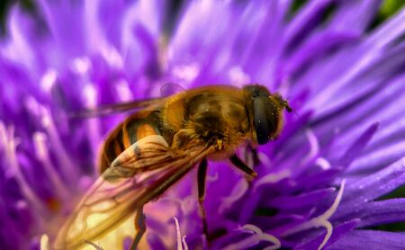 Macro photo of a pretty purple dahlia flower with a bee crawling on the petals searching for nectar