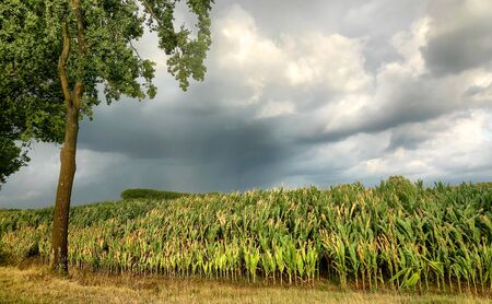 View of rows of green corn stalks in field ready for harvest with storm clouds in the background in summer.の写真素材