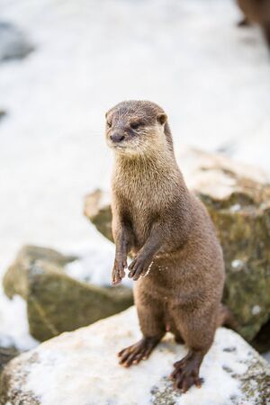 European otter, or Lutra lutra, standing on the rocks in the snow の写真素材