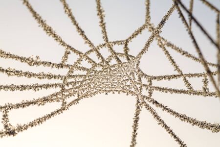 A spiders web covered by ice in wintertime