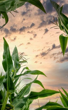 View of rows of green corn stalks in field ready for harvest with a dramatic sunset in the background in summer.の写真素材