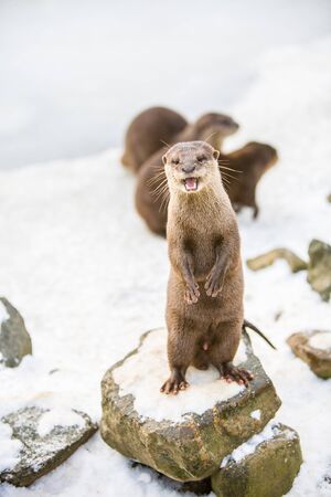 European otter, or Lutra lutra, standing on the rocks in the snowの写真素材