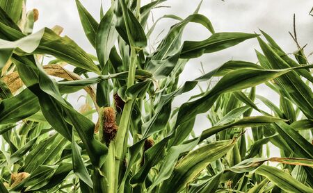 View of rows of green corn stalks in field ready for harvest with a dramatic sky in the background in summer. の写真素材