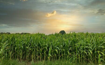 View of rows of green corn stalks in field ready for harvest with a dramatic sunset in the...