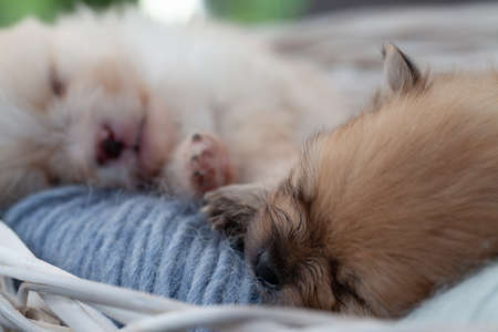 Adorable pomeranian spitz dog puppies laying in a rush basket with natural light. High quality photoの写真素材
