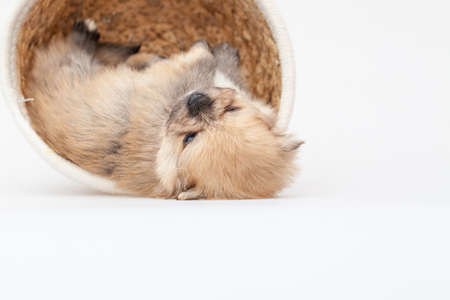 Adorable pomeranian spitz dog puppy laying in a rush basket with natural light. High quality photoの写真素材