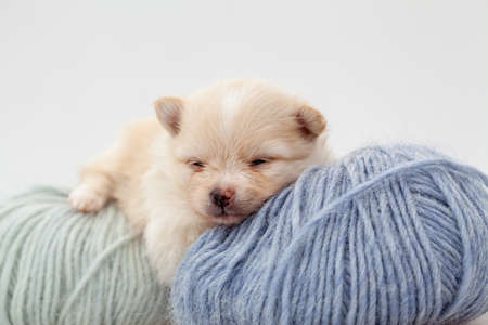 Adorable pomeranian spitz dog puppy laying on a ball of fluffy wool with natural light. High quality photoの写真素材