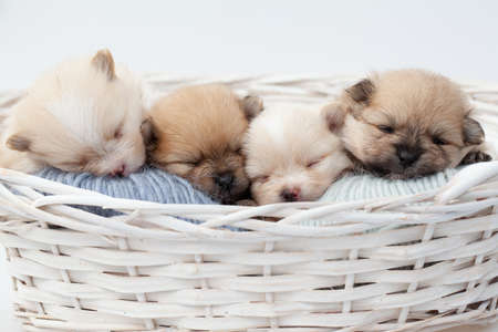 Adorable pomeranian spitz dog puppies laying in a rush basket with natural light on a white background. High quality photoの写真素材