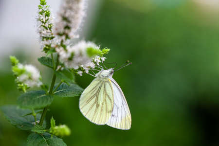 Large Cabbage White butterfly on mint against a green natural background. High quality photo