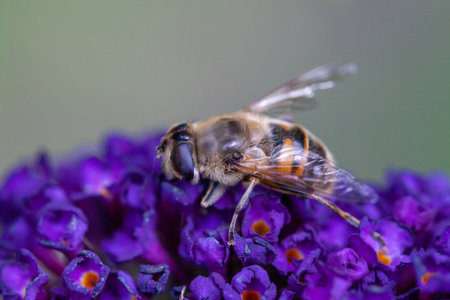 honey bee collecting pollen on a purple buddleja flower in blur background. High quality photoの写真素材