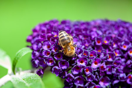 honey bee collecting pollen on a purple buddleja flower in blur background. High quality photoの写真素材