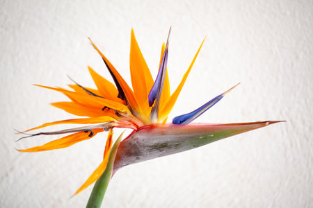 Beautiful colorful , birds of paradise, Strelitzia reginae, flower on white background. High quality photoの写真素材