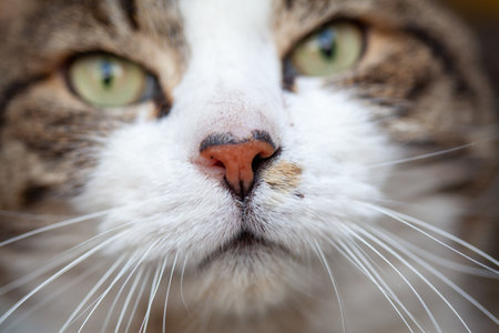 Close up portrait of a tabby and white cat with green eyes. High quality photoの写真素材