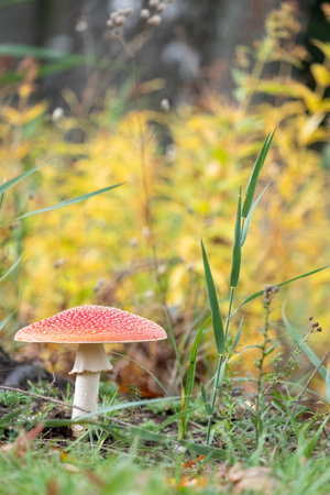 Fly Agaric Mushroom, closeup. Amanita muscaria, is a psychoactive fungus and poisonous mushroom....