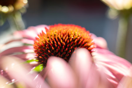 Close up of purple coneflower, Echinacea purpurea, blooming in a garden. High quality photoの写真素材