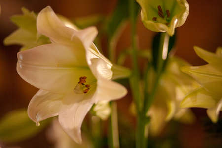 Bouquet of white lilies on a textural background of an old wood. High quality photoの写真素材