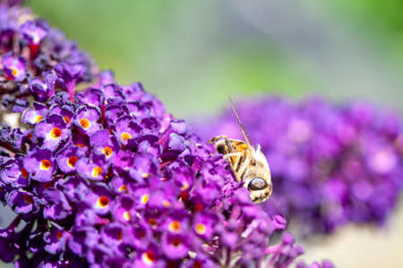 honey bee collecting pollen on a purple buddleja flower in blur background. High quality photoの写真素材