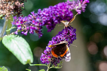 Red Admiral, Vanessa atalanta, butterflies on Buddleja flower or butterfly bush. High quality photo