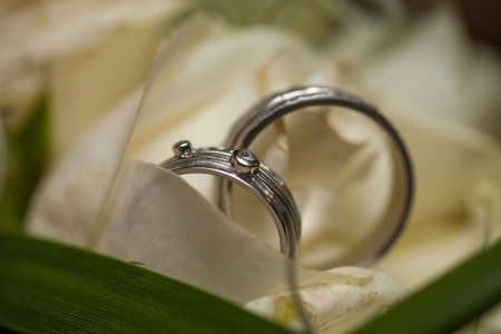 Bride and grooms wedding rings closeup on white rose DOF focus on rings. High quality photoの写真素材