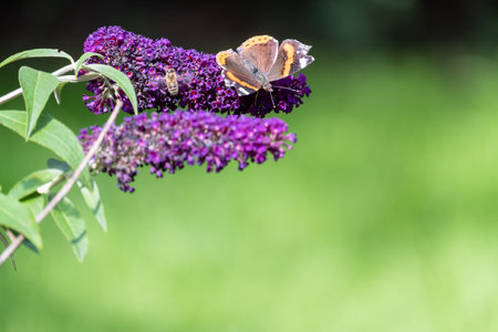 Red Admiral, Vanessa atalanta, butterflies on Buddleja flower or butterfly bush. High quality photoの写真素材