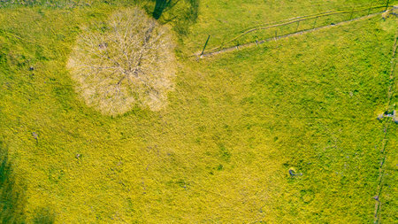 Birds eye view from above of a single tree without leaves on a green meadow in spring, shot with a drone. High quality photoの写真素材