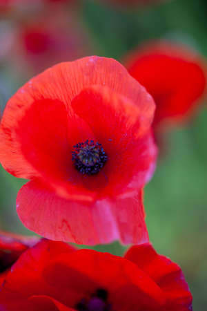 Field flowers Red poppy and daisies flower among green grass on a Sunny day. High quality photo