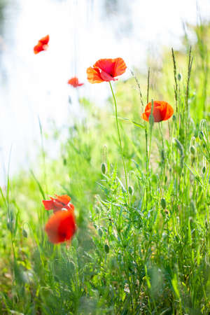 Field flowers Red poppy and daisies flower among green grass on a Sunny day. High quality photo