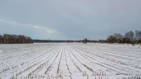 Aerial view with a drone of a spring wavy agricultural countryside landscape with plowed and unplowed fields and trees in the blue evening sky. High quality photoの写真素材