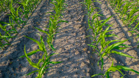 Planted crop farm field. Corn field seeded with no-till technology in early summer on a sunny day. The fertile land of the agricultural sector. food on black soil in the garden. Industrial stock theme. High quality photoの写真素材