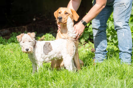 Handsome Man Plays with his Happy Golden labrador Retriever Dog on the Backyard Lawn. Man Has Fun...