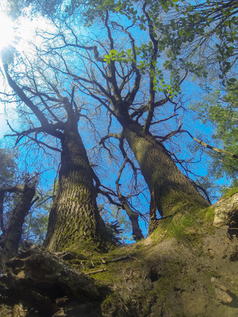 Tower tops and flower buds against a blue sky. High quality photoの写真素材