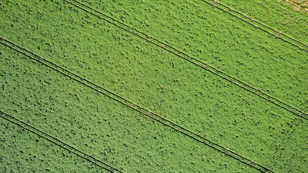 Aerial view geometric potato farming fields, showing a green meadow and plowed fields, captured with a drone. High quality photoの写真素材