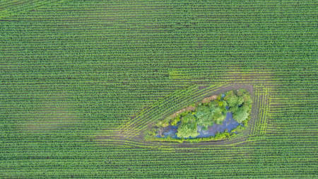 Aerial view geometric corn farming fields, showing a green meadow and plowed fields, captured with a...