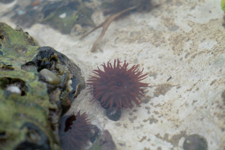 Puddle of water at low tide showing different animal and vegetable aspects of marine life. High quality photoの写真素材