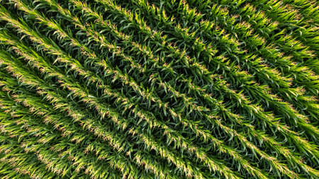 Corn field of green corn stalks and tassels, aerial drone photo above corn plants. High quality...