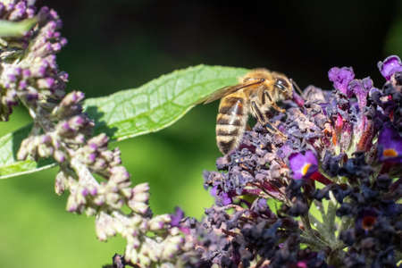 Macro shot of a bee on pollinating on a purple summer lilac flower. High quality photo