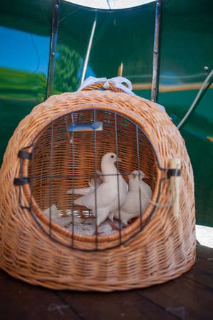 Two doves in their cage as love symbol at wedding. High quality photoの写真素材