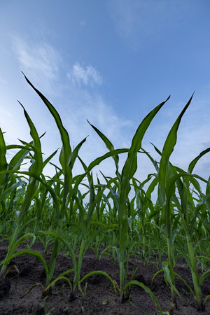 cornfield, silage. Closeup of tops of leaves of silage maize against the blue sky. Maize crop in...
