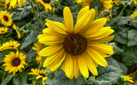 Field of blooming sunflower, Summer season landscape. High quality photoの写真素材