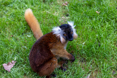 Female Black lemur, Eulemur macaco, sitting in the grass. The moor lemur is a species from the...