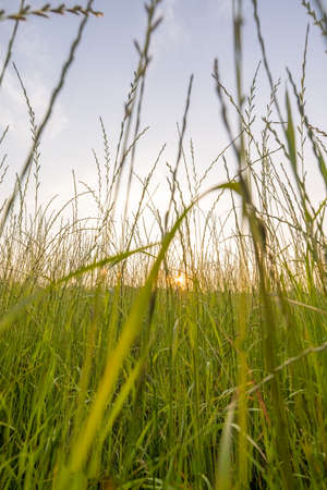 Autumn wildflowers blowing in the wind at sunset . High quality photo
